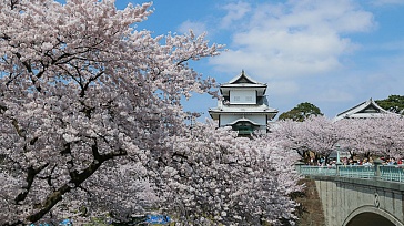 Grand tour. Sakura