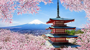 Amazing Japan. Sakura