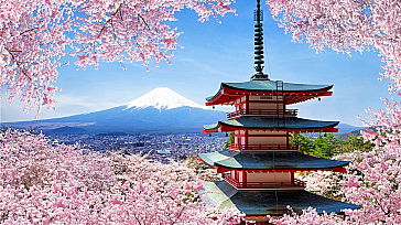 Best of Japan. Sakura