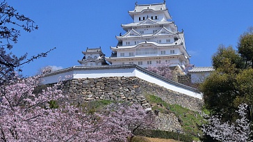 Incredible Japan! Sakura