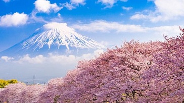 Amazing Japan. Sakura